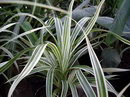 Pandanus Veitchii